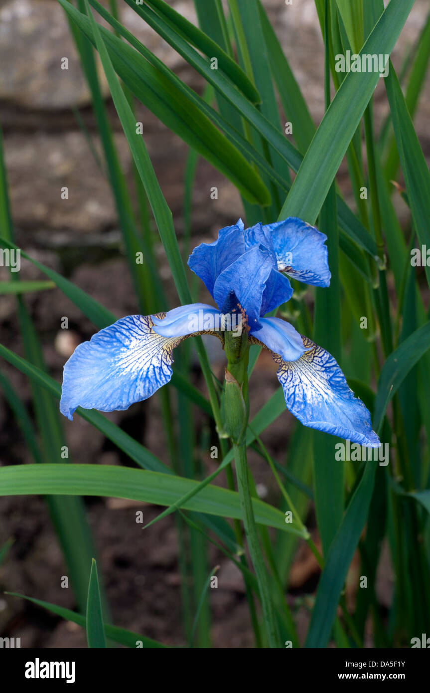 Iris sibirica 'Perry`s Blue' Stock Photo